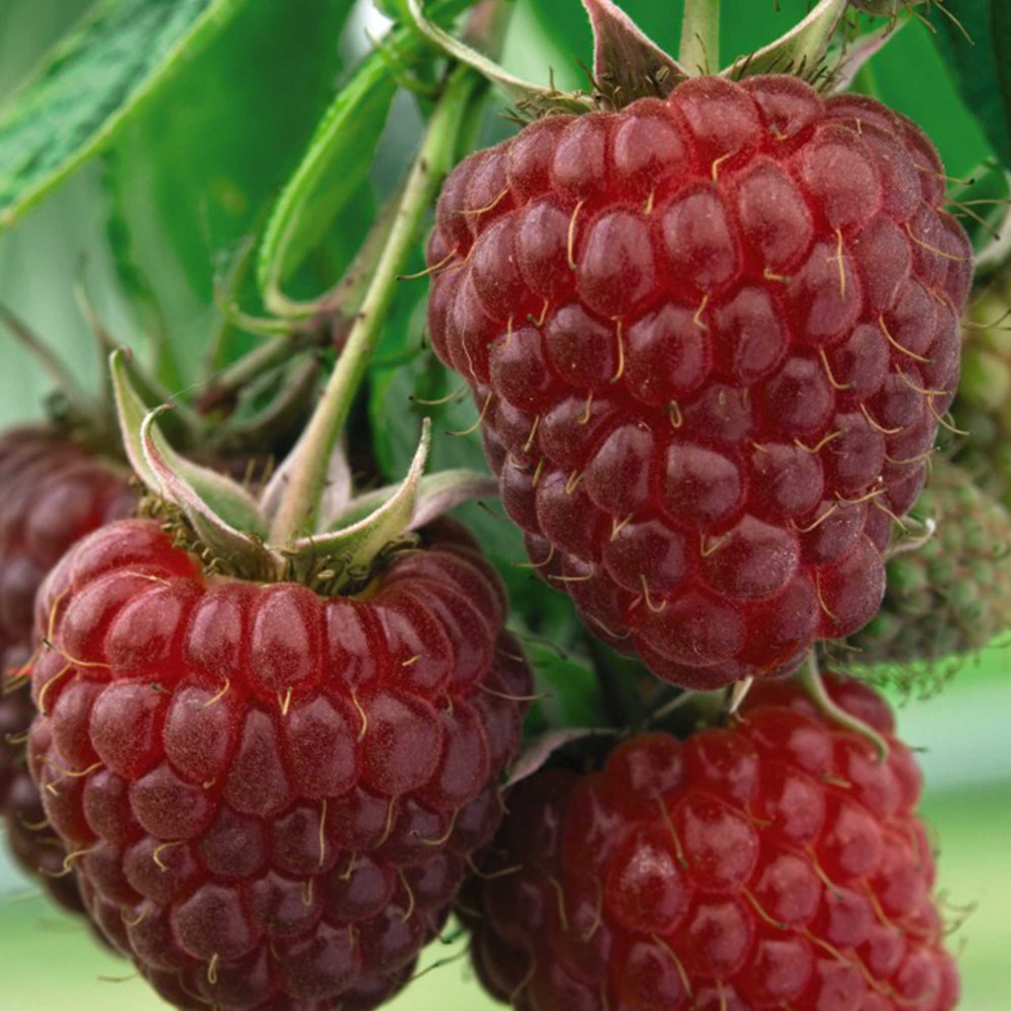 Rubus Idaeus Polka - Framboisier Polka - Volume 3L / 30-40cm