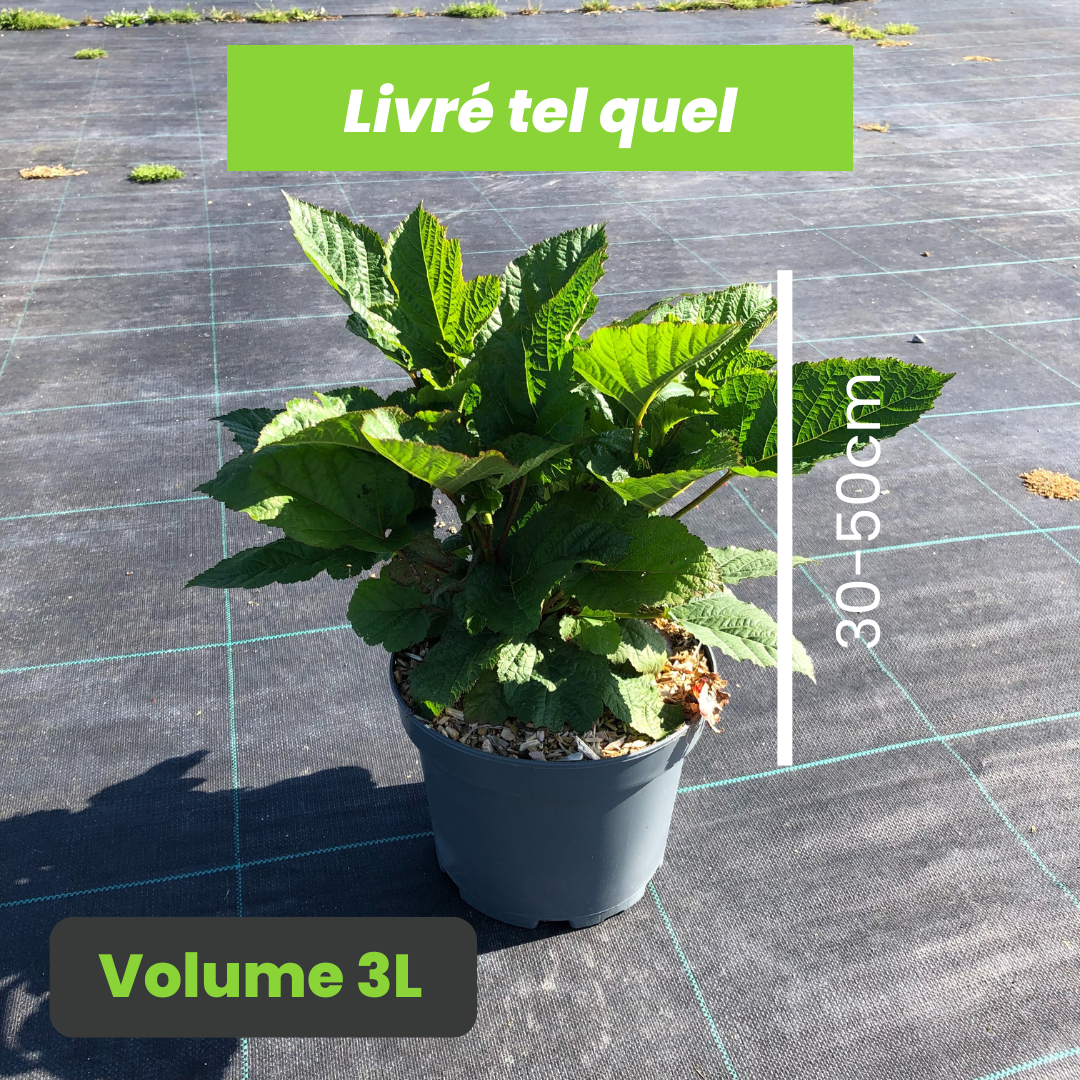 Rubus Crataegifolius Raspberry Tower - Framboisier - Volume 3L / 30-50cm