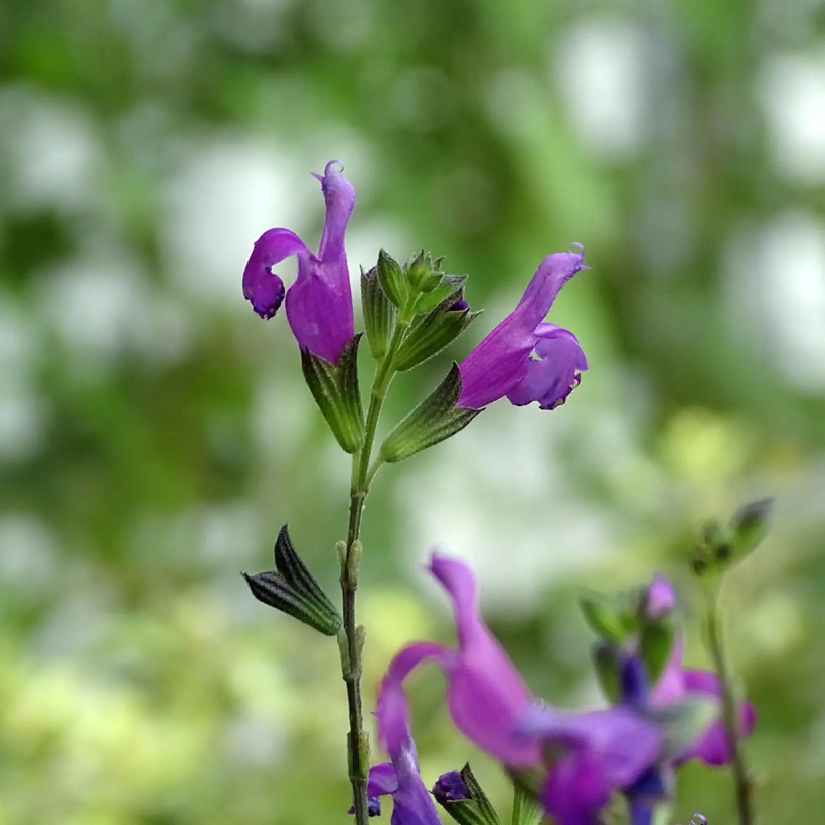 Salvia Greggii Artic Blaze - Sauge arbustive - Volume 3L / 30-50cm