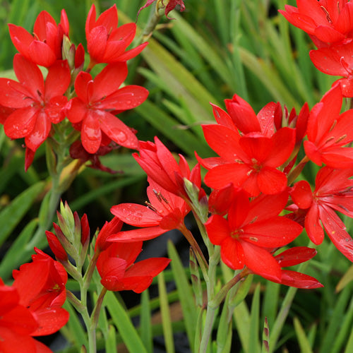 Schizostylis coccinea Rubra - Volume 3L / 20-40cm
