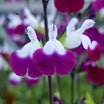 Salvia Greggii Amethyst lips - Sauge arbustive - Volume 3L / 30-50cm