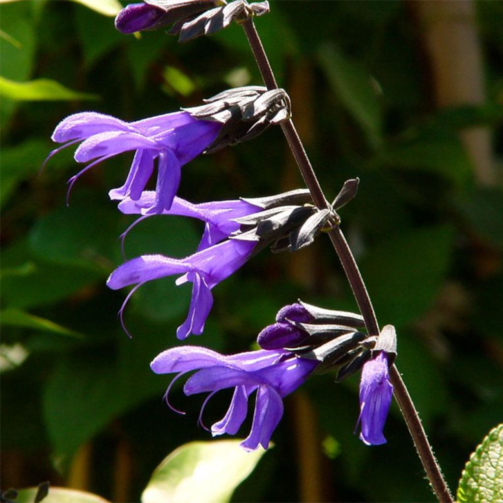 Salvia Guaranitica - Sauge Arbustive - Volume 3L / 30-50cm