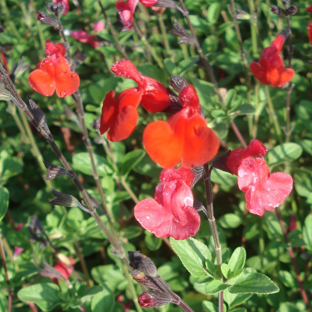 Salvia Microphylla Royal Bumble - Sauge arbustive - Volume 3L / 30-40cm