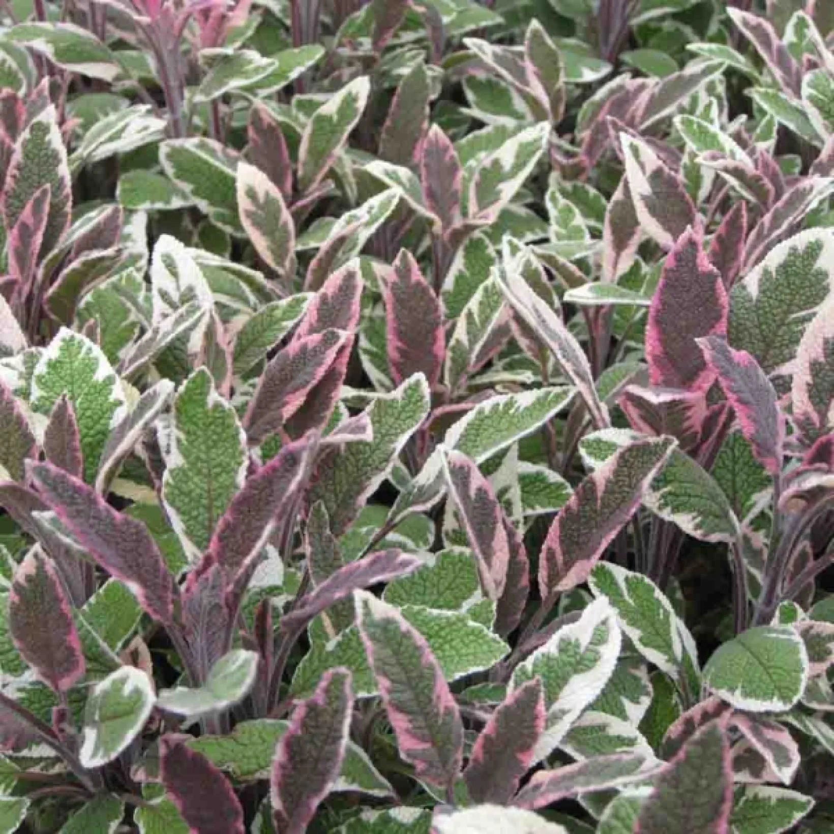 Salvia Officinalis Tricolor - Sauge officinale - Volume 3L / 20-30cm