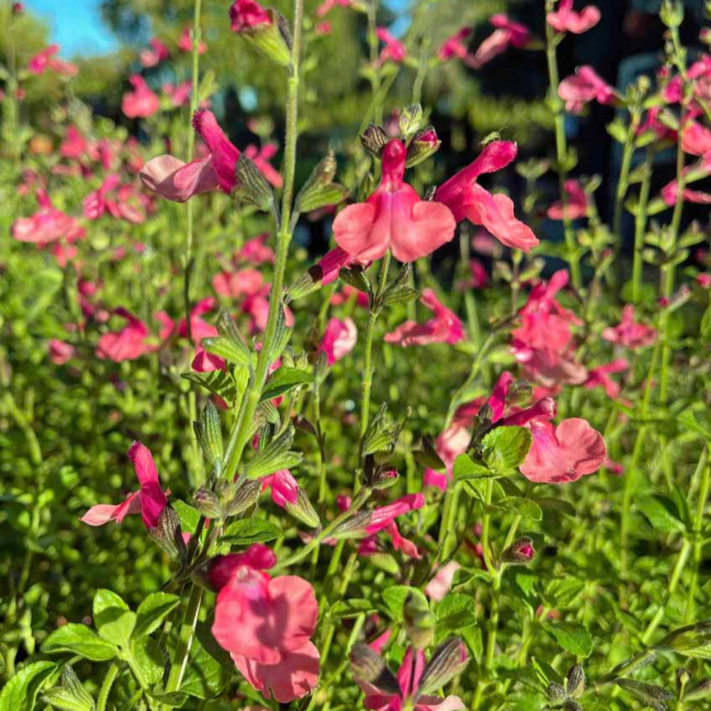 Salvia Greggii Suncrest Flamenco - Sauge Arbustive - Volume 3L / 30-40cm