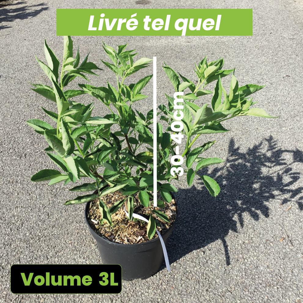 Sambucus Nigra - Sureau noir - Volume 3L / 30-40cm
