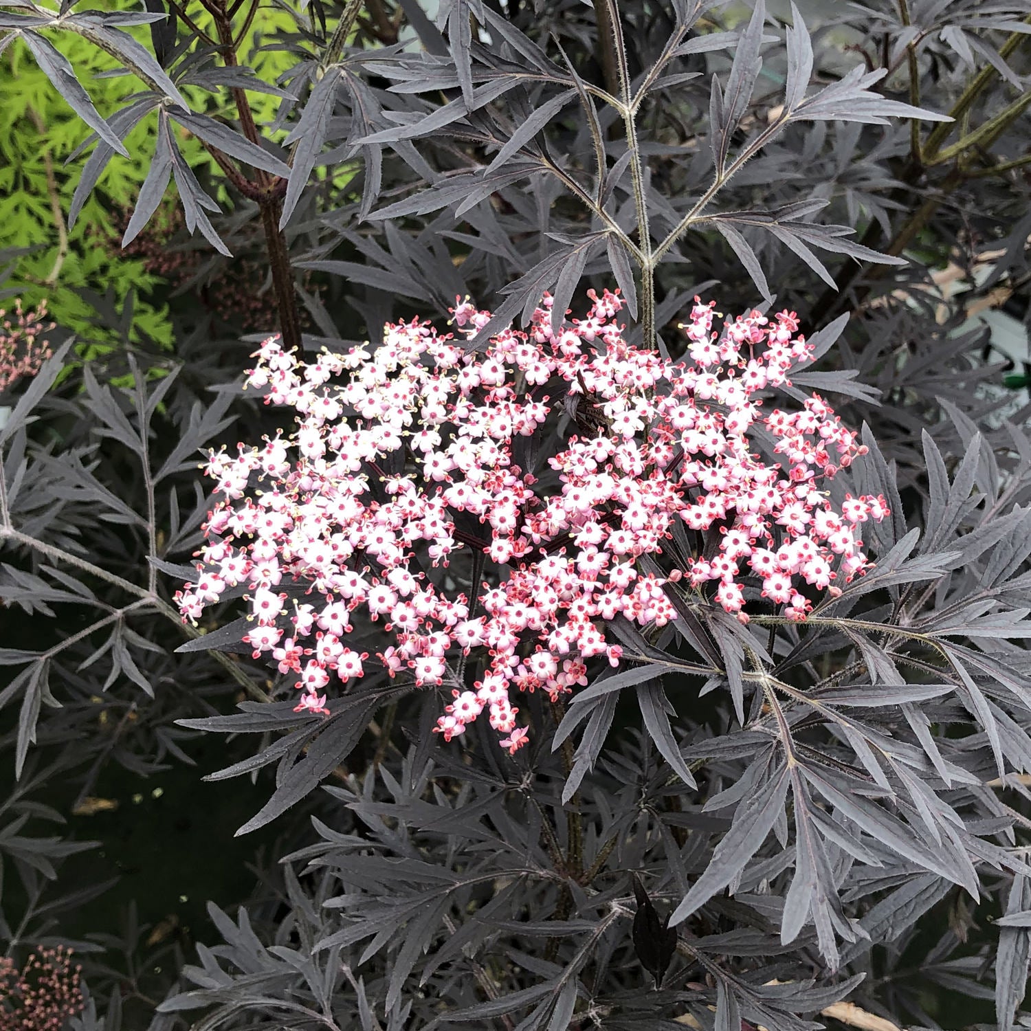 Sambucus Nigra Black Lace Eva Sureau Noir Feuillage Pourpr Sambucus Nigra Black Lace Eva Sureau Noir Feuillage Pourpr