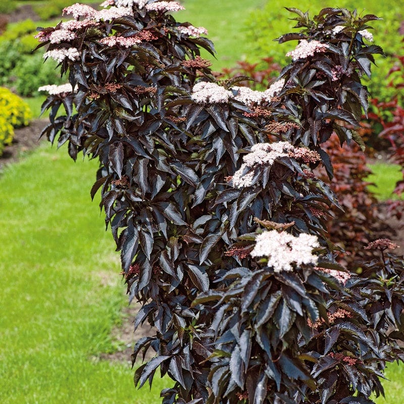 Sambucus Nigra Black Tower - Sureau Noir - Volume 3L / 30-40cm