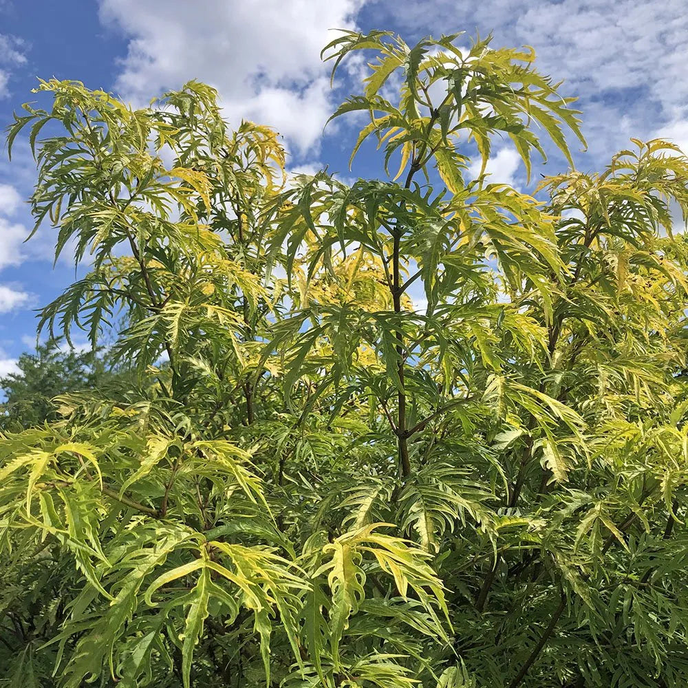 Sambucus Nigra Golden Tower - Sureau Noir - Volume 4L / 30-50cm