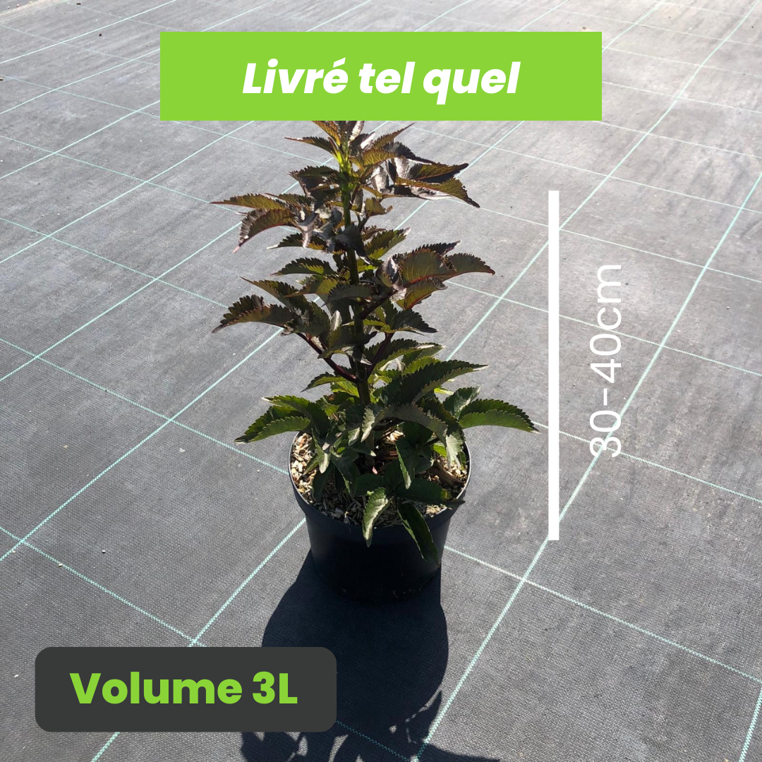 Sambucus Nigra Black Tower - Sureau Noir - Volume 3L / 30-40cm