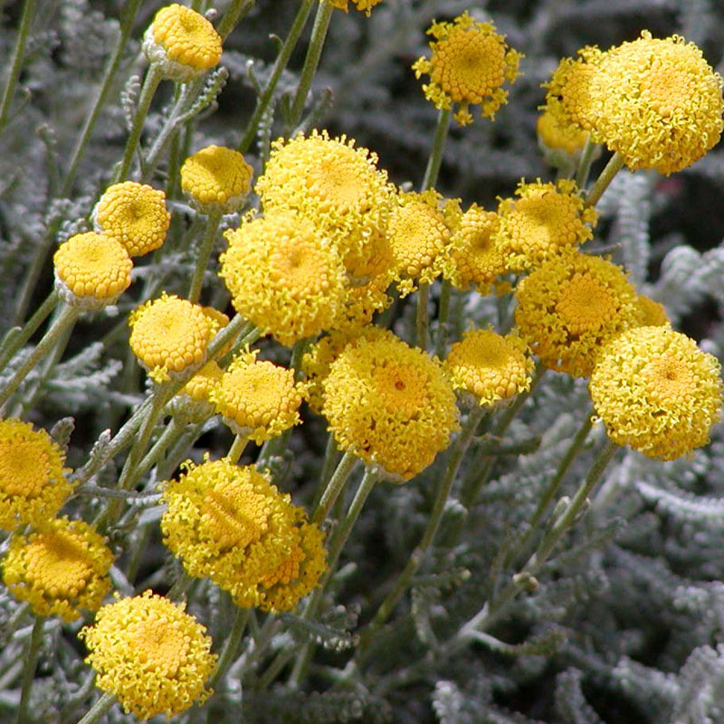 Santolina Chamaecyparissus - Santoline petit-cyprès - Volume 3L / 20-30cm
