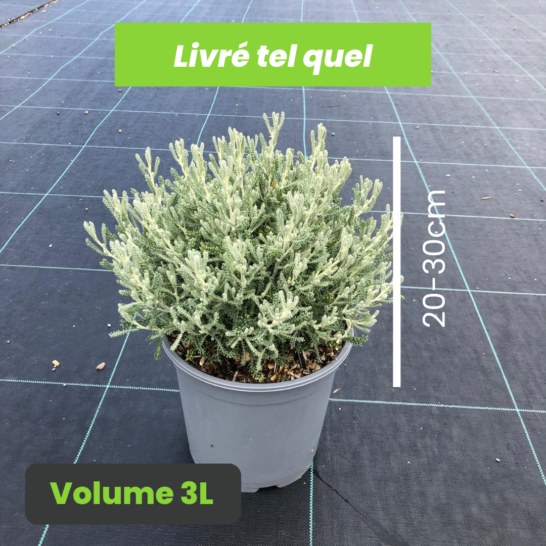 Santolina Chamaecyparissus - Santoline petit-cyprès - Volume 3L / 20-30cm