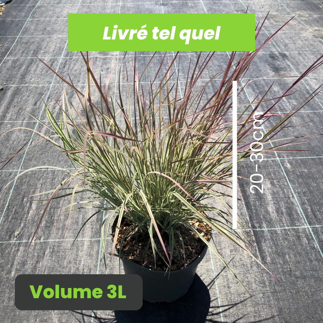 Schizachyrium Scoparium Chameleon - Schizachyrium Panaché Chameleon - Volume 3L / 20-30cm