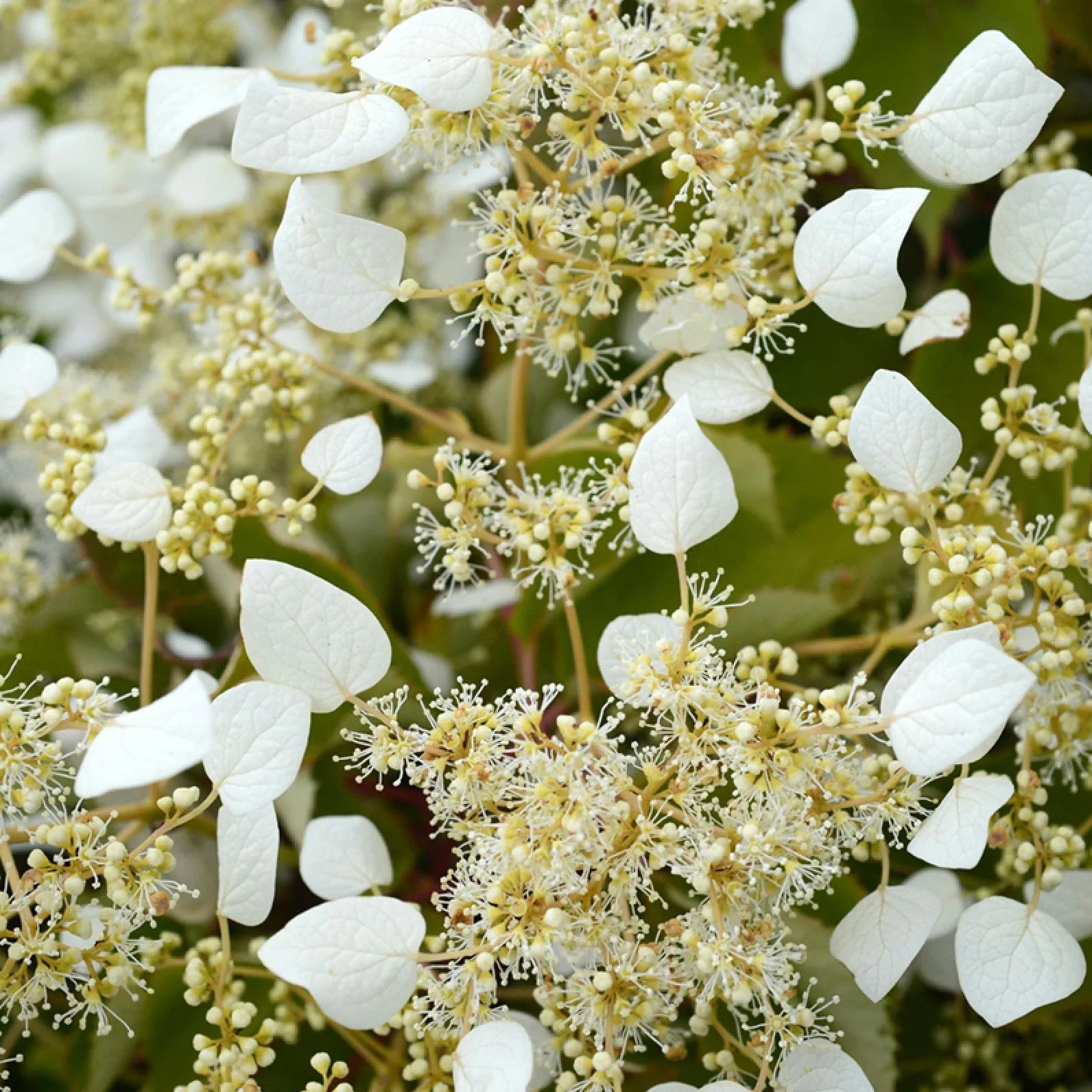 Schizophragma Hydrangeoides Book - Faux Hortensia Grimpant - Volume 3L / 20-30cm
