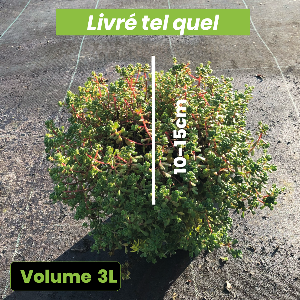 Sedum de Feu - Sedum rupestre Angelina - Volume 3L / 10-15cm