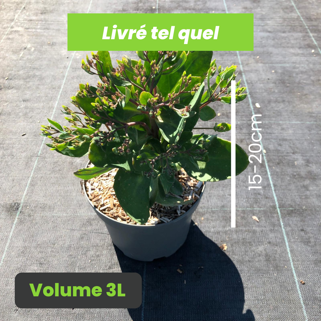 Sedum Mr Goodbud - Orpin d'Automne Mr Goodbud - Volume 3L / 15-20cm