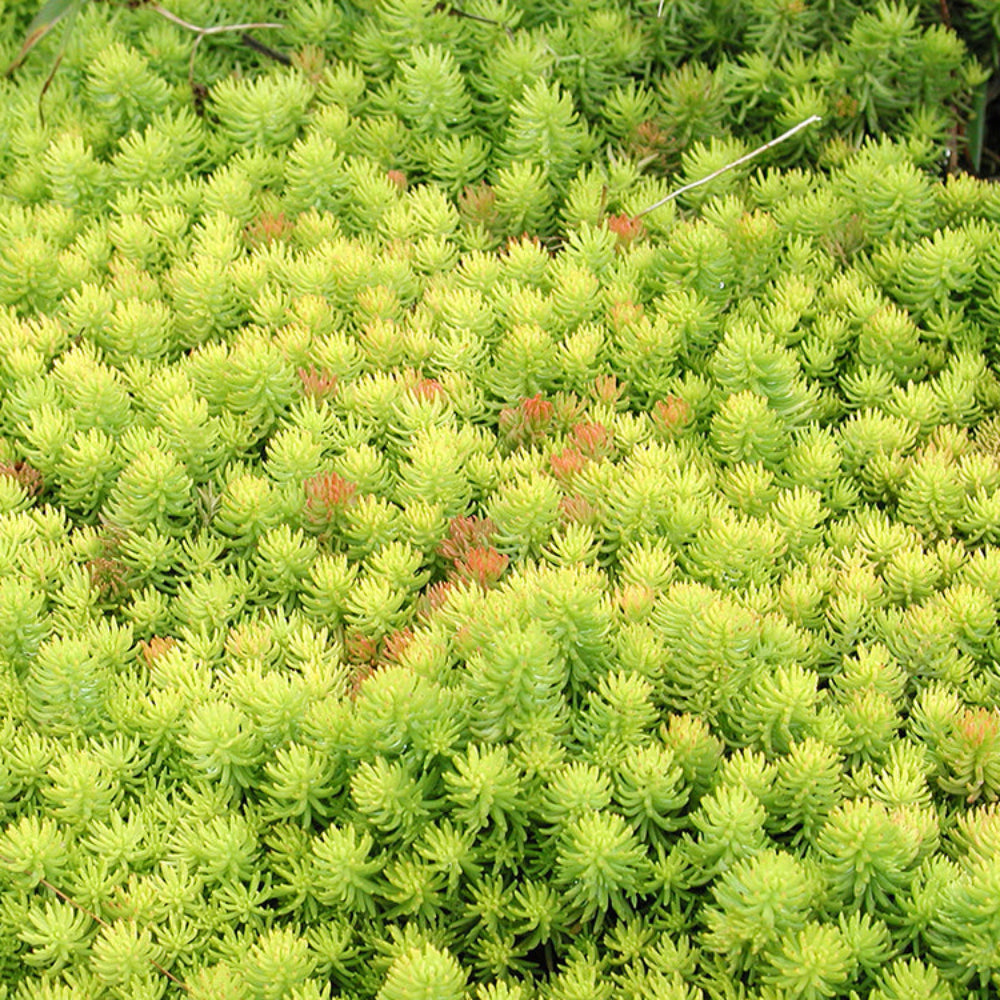 Sedum de Feu - Sedum rupestre Angelina - Volume 3L / 10-15cm