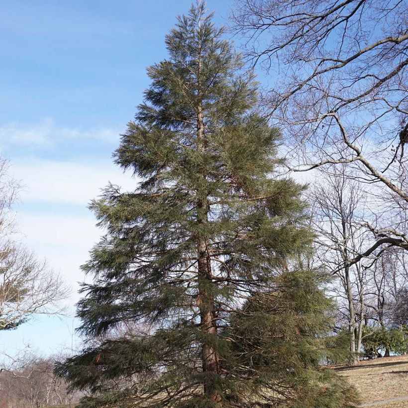 Sequoiadendron Gigantea - Séquoia Géant - Volume 3L / 30-40cm