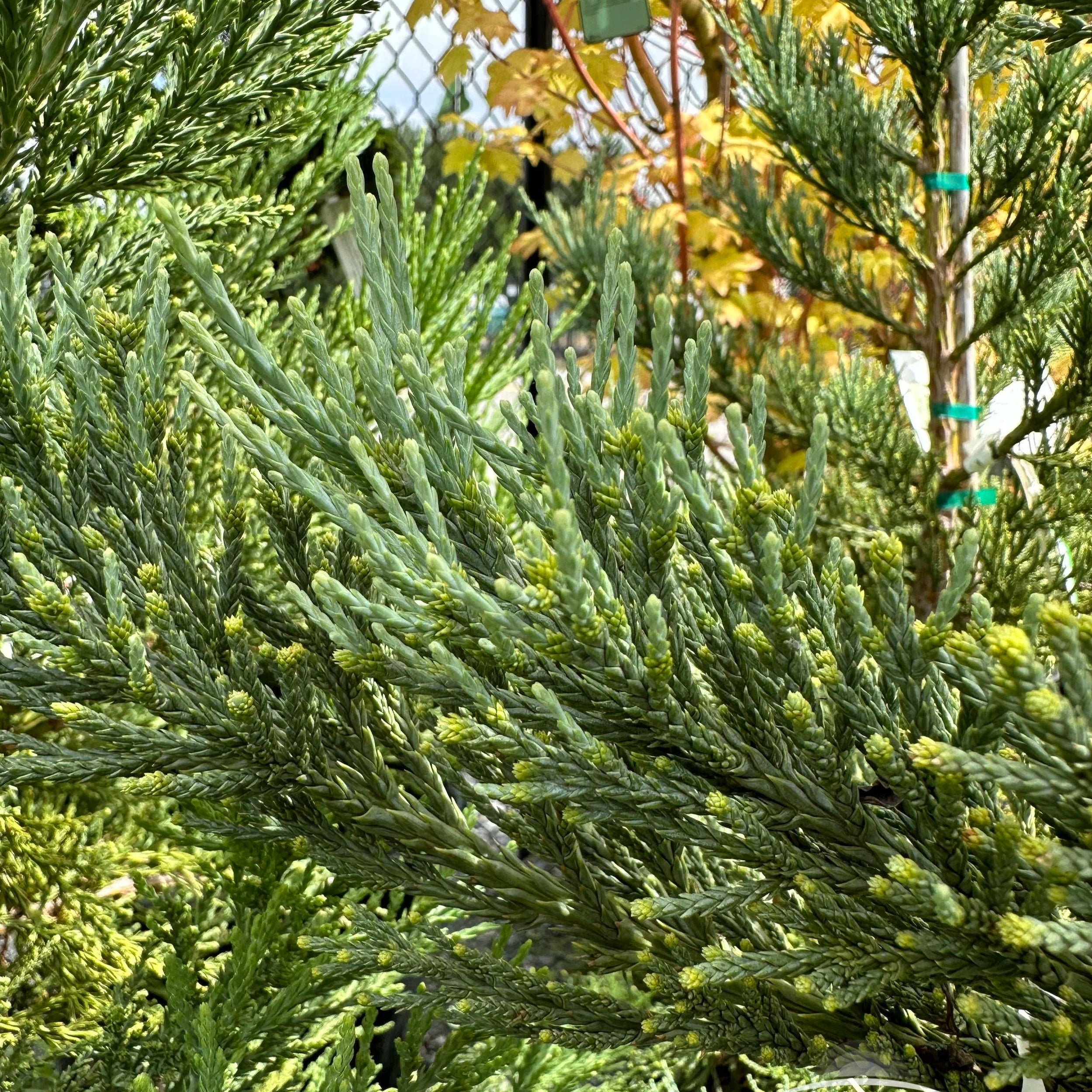 Sequoiadendron Gigantea - Séquoia Géant - Volume 3L / 30-40cm