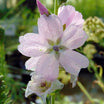 Sidalcea Elsie Heugh - Volume 3L / 20-30cm