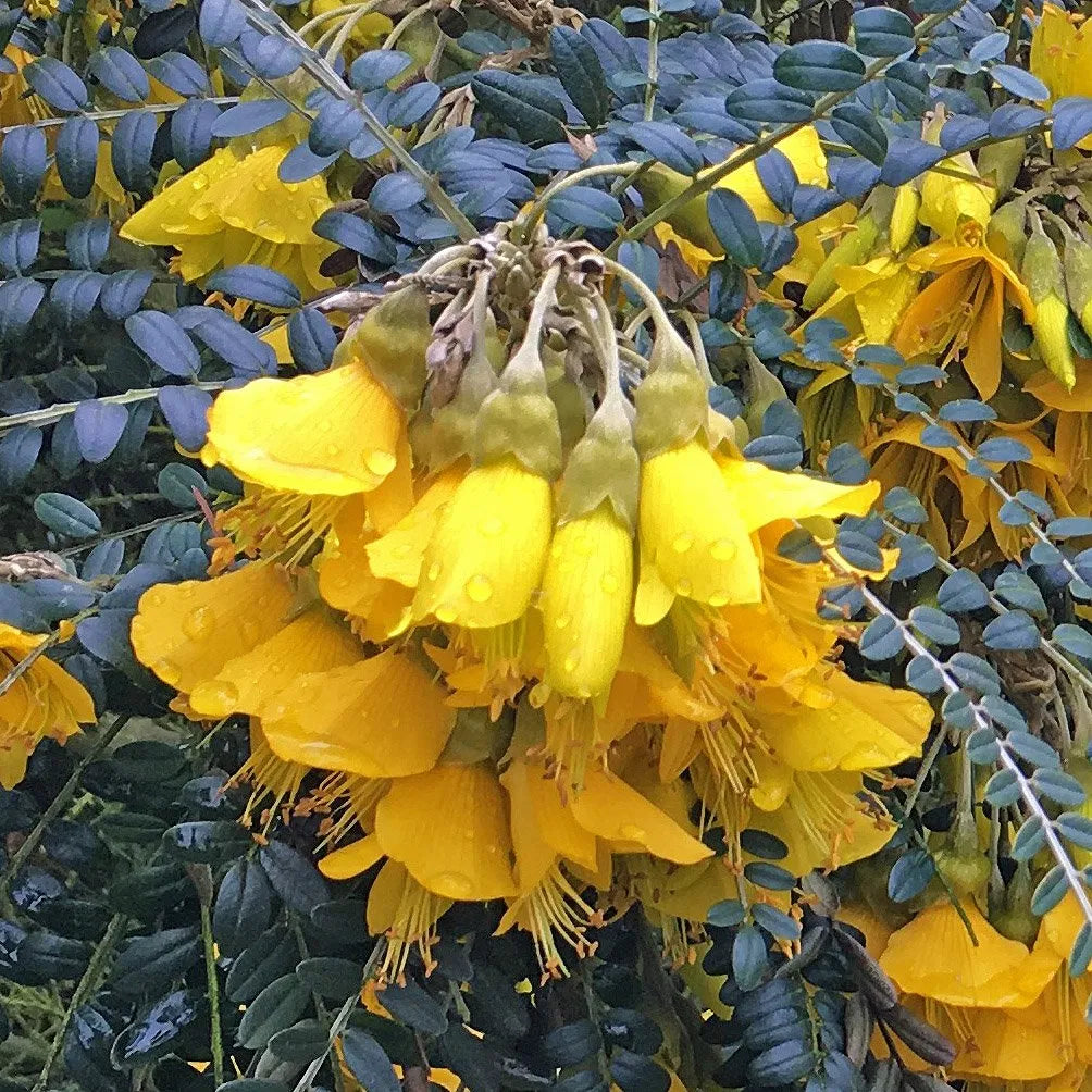 Sophora Sun King - Volume 3L / 40-60cm