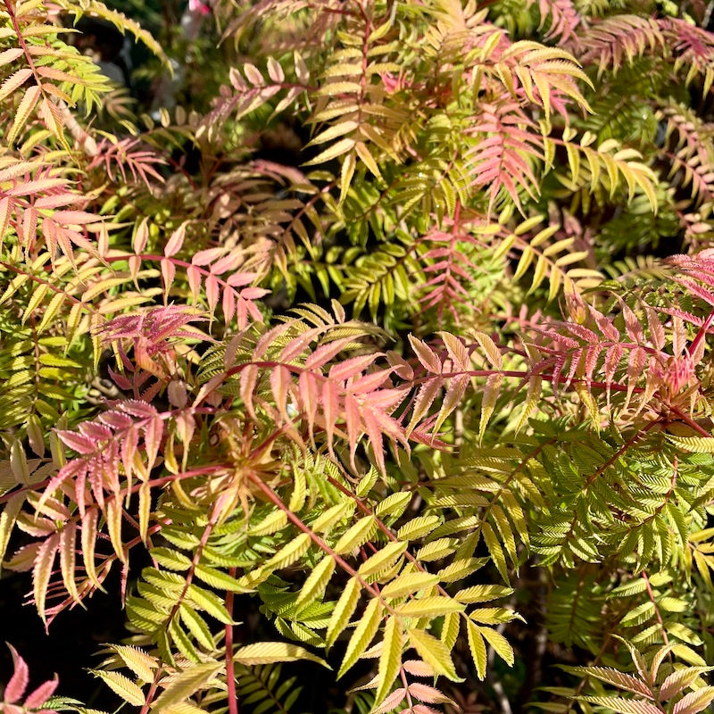 Sorbaria Sorbifolia Sem - Fausse Spirée à feuilles de sorbier - Volume 4L / 30-50cm