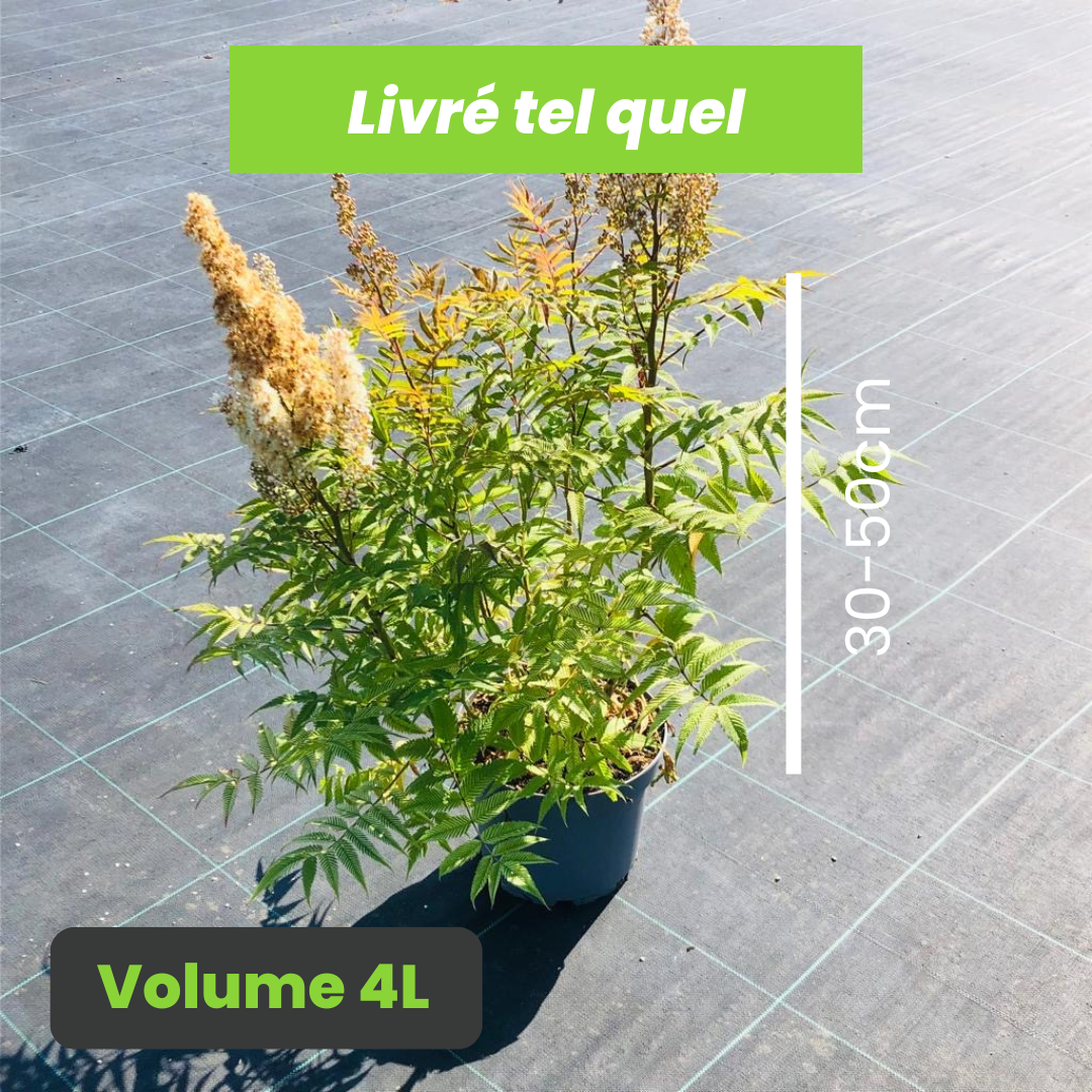 Sorbaria Sorbifolia Sem - Fausse Spirée à feuilles de sorbier - Volume 4L / 30-50cm