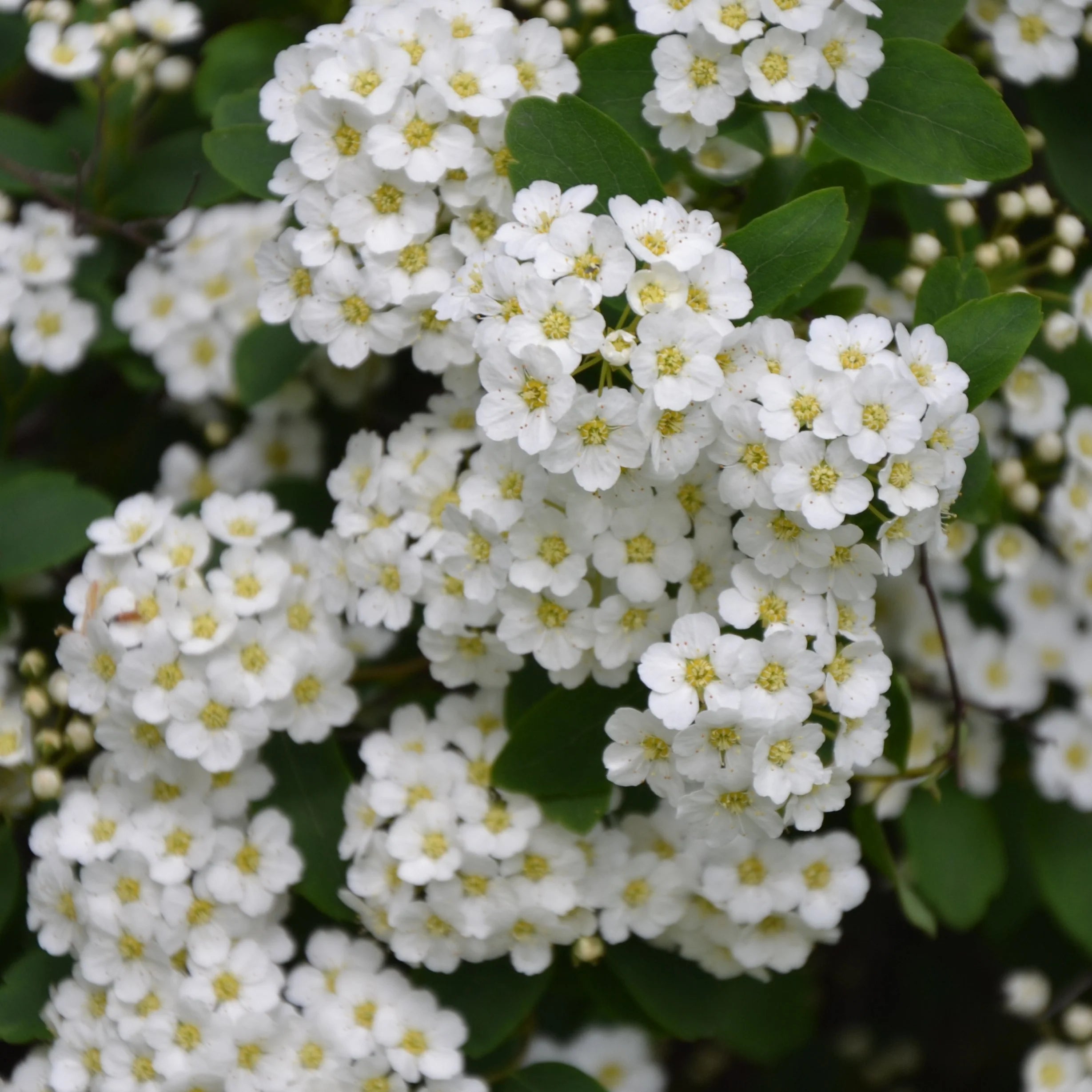 Spiraea Thunbergii - Spirée de Thunberg - Volume 3L / 30-50cm