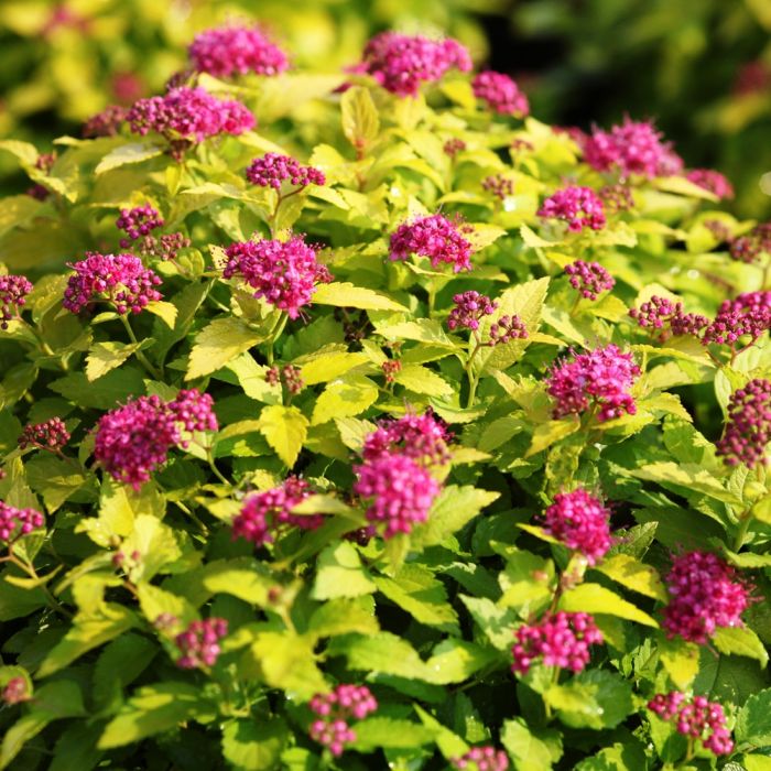 Spiraea japonica Golden Princess - Volume 3L / 20-40cm