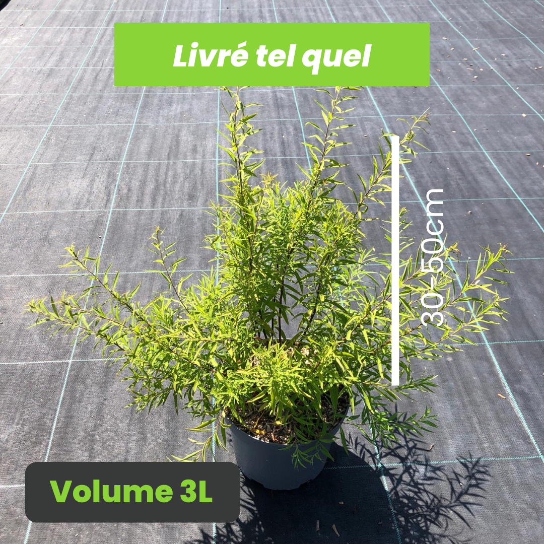 Spiraea Thunbergii - Spirée de Thunberg - Volume 3L / 30-50cm