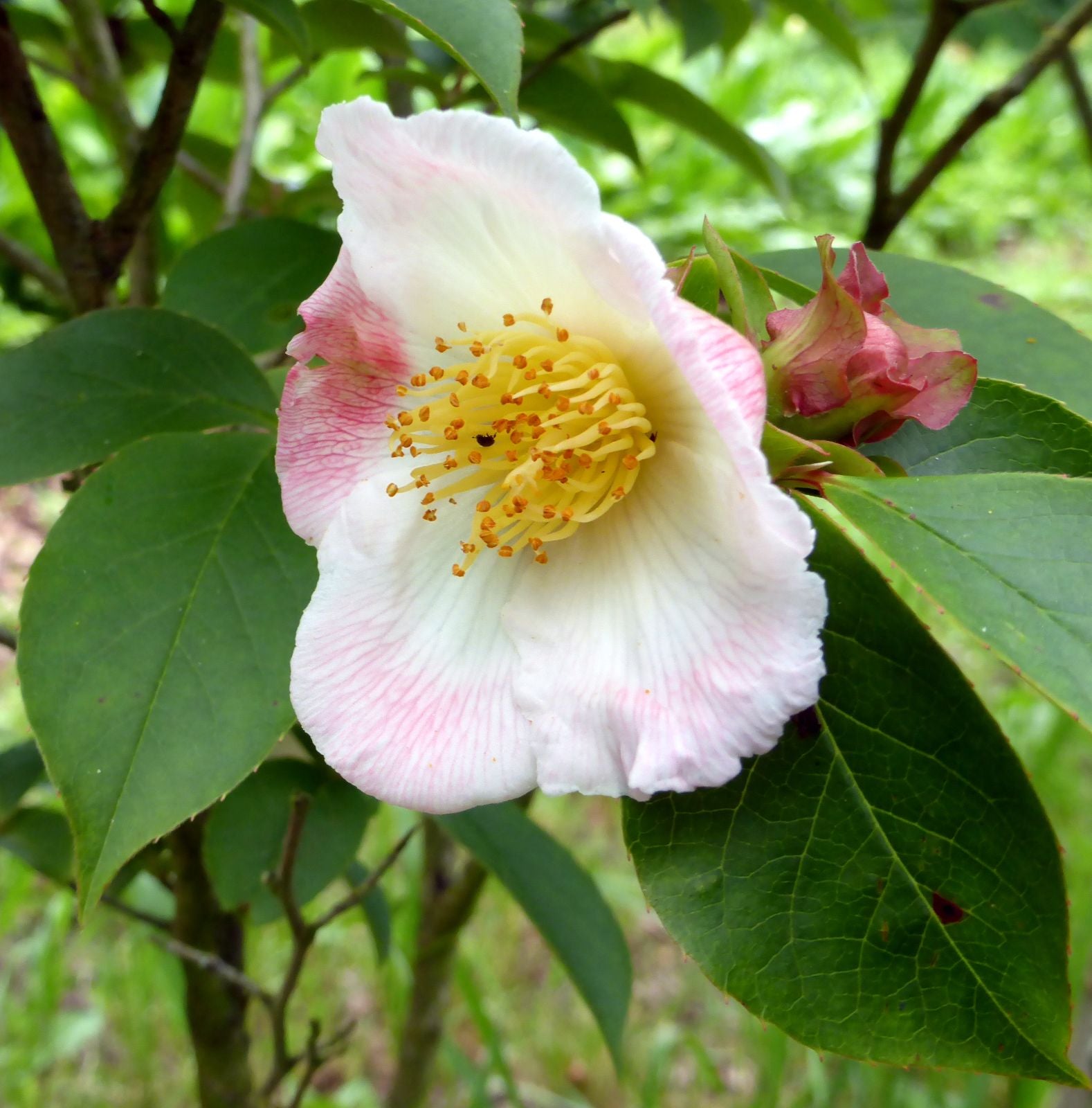 Stewartia Rostrata - Stuartie à bec - Volume 3L / 30-50cm