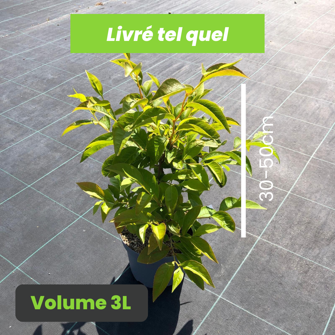Stewartia Rostrata - Stuartie à bec - Volume 3L / 30-50cm