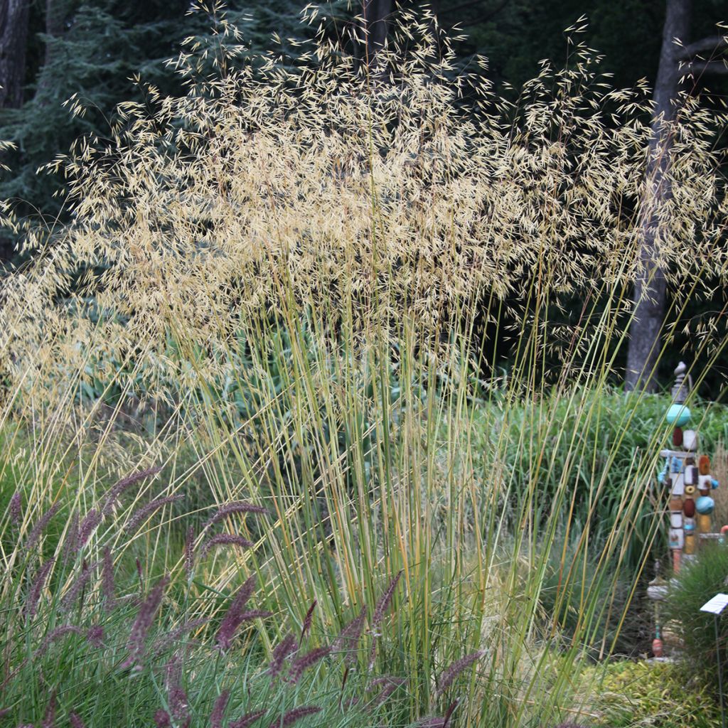 Stipa Gigantea - Stipe géante - Volume 3L / 30-50cm