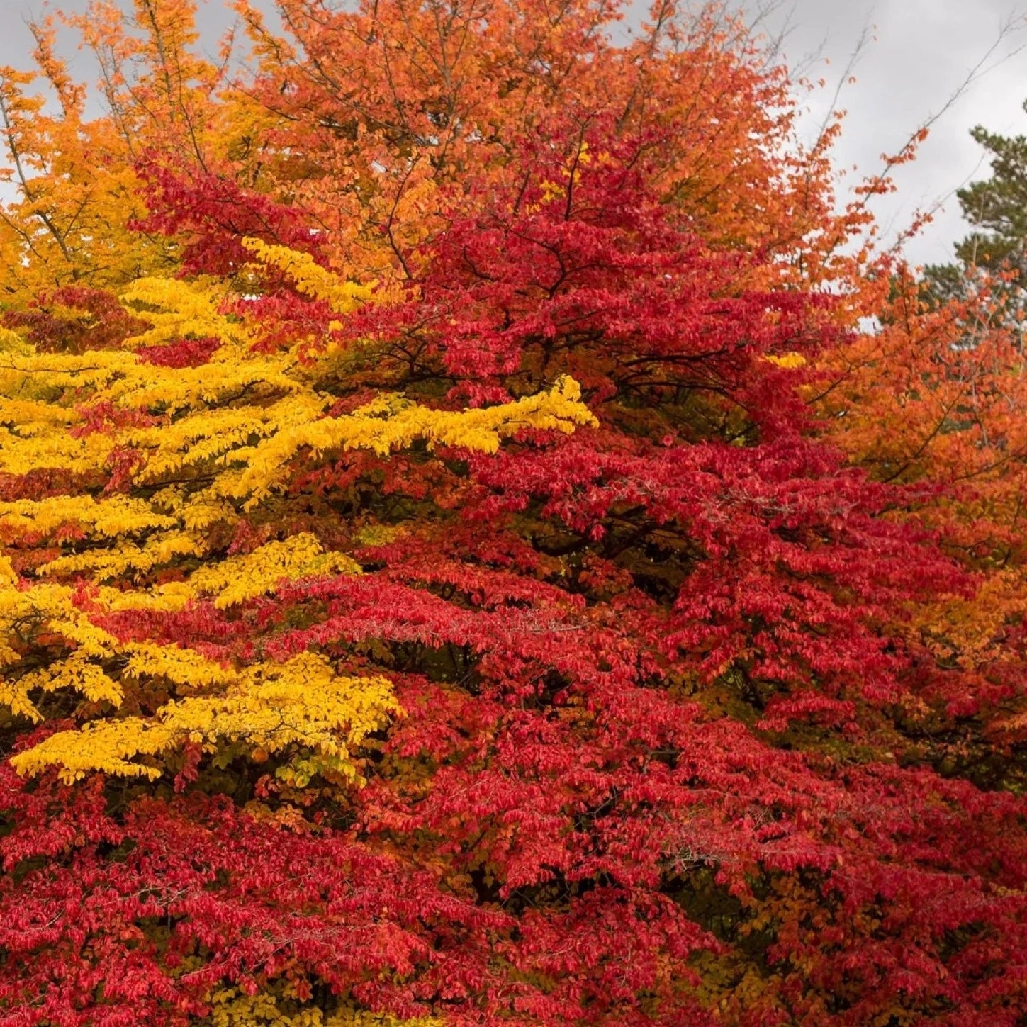 Sycoparrotia Semidecidua Purple Haze - Volume 3L / 30-50cm