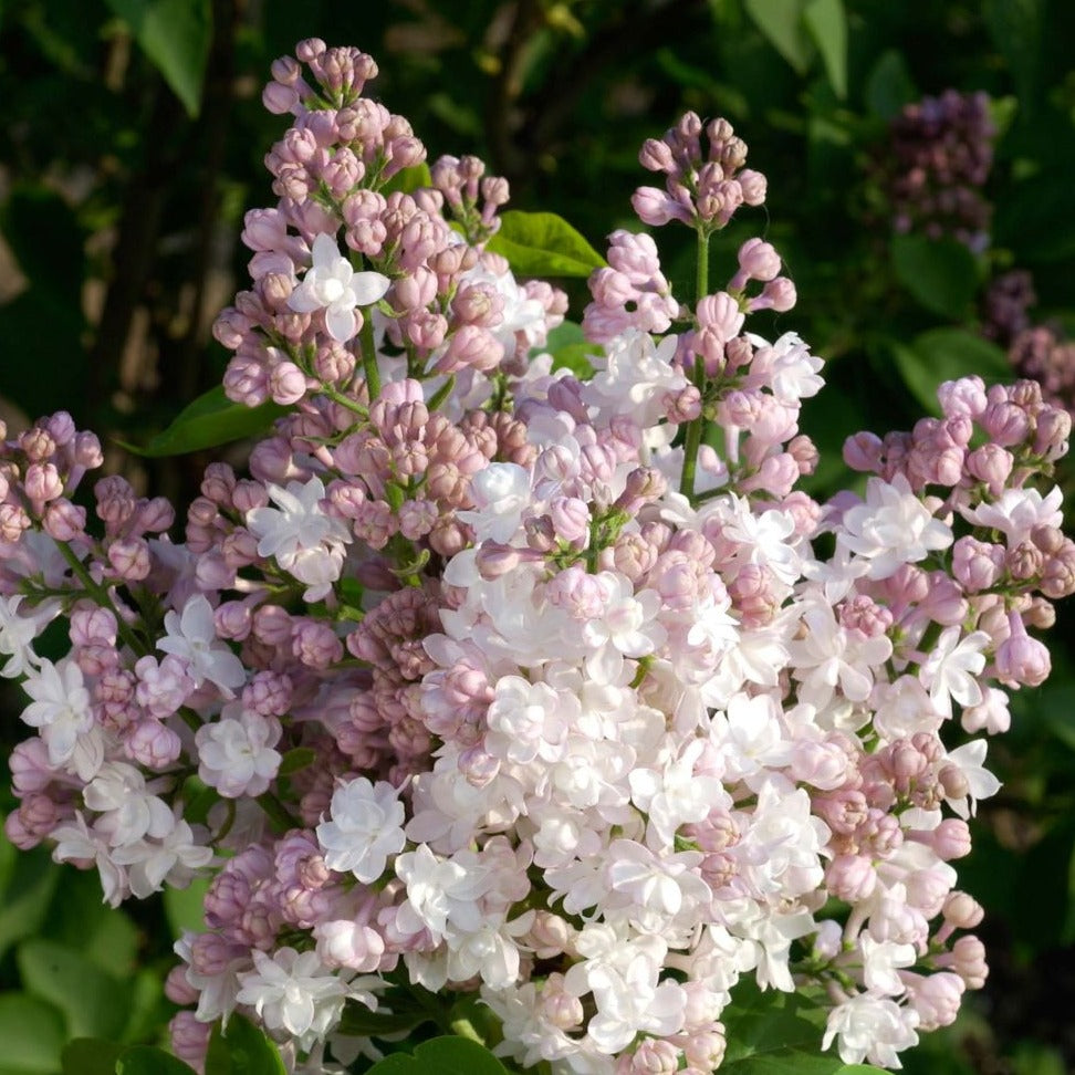 Syringa Vulgaris Belle de Moscou - Lilas - Volume 4L / 30-50cm