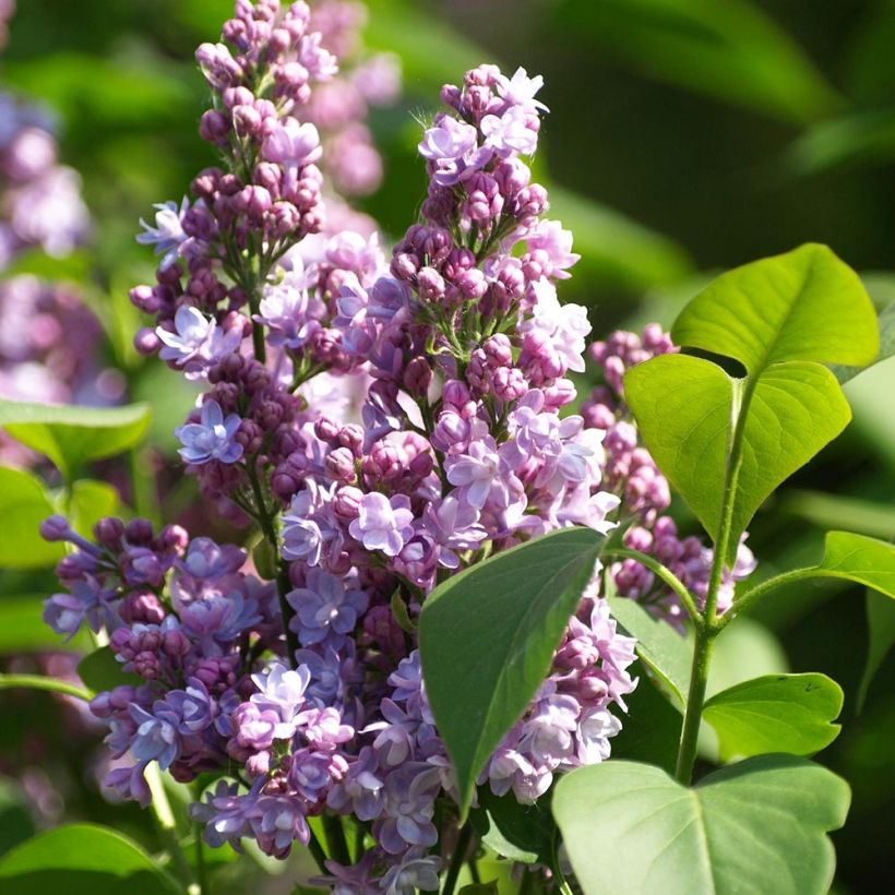 Syringa Vulgaris 'Michel Buchner' - Lilas commun - Volume 4L / 30-40cm