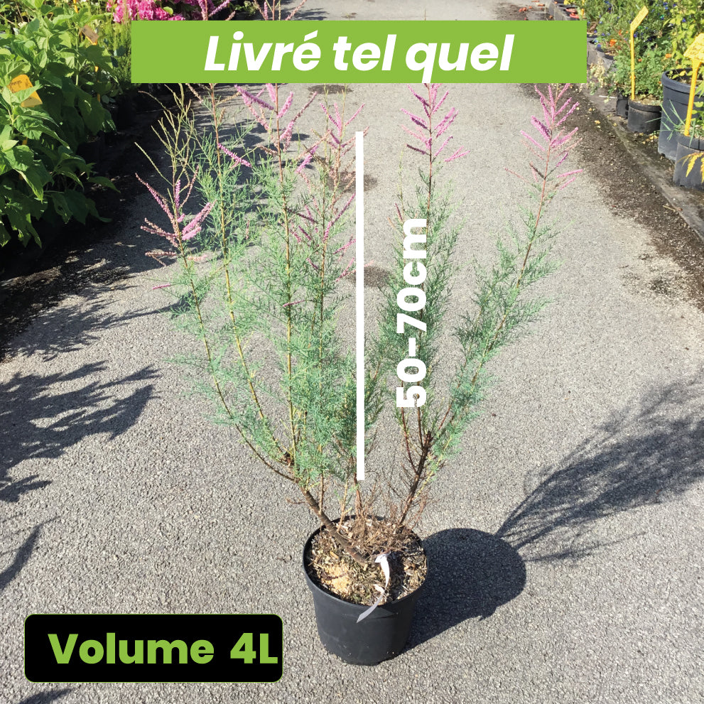 Tamaris Ramosissima Rubra - Tamaris d'été - Volume 4L / 50-70cm