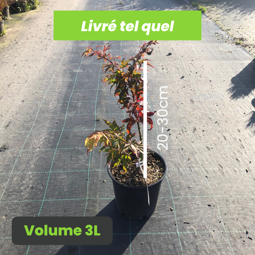 Acer Palmatum 'Mikawa Yatsubusa' - Volume 3L / 20-30cm