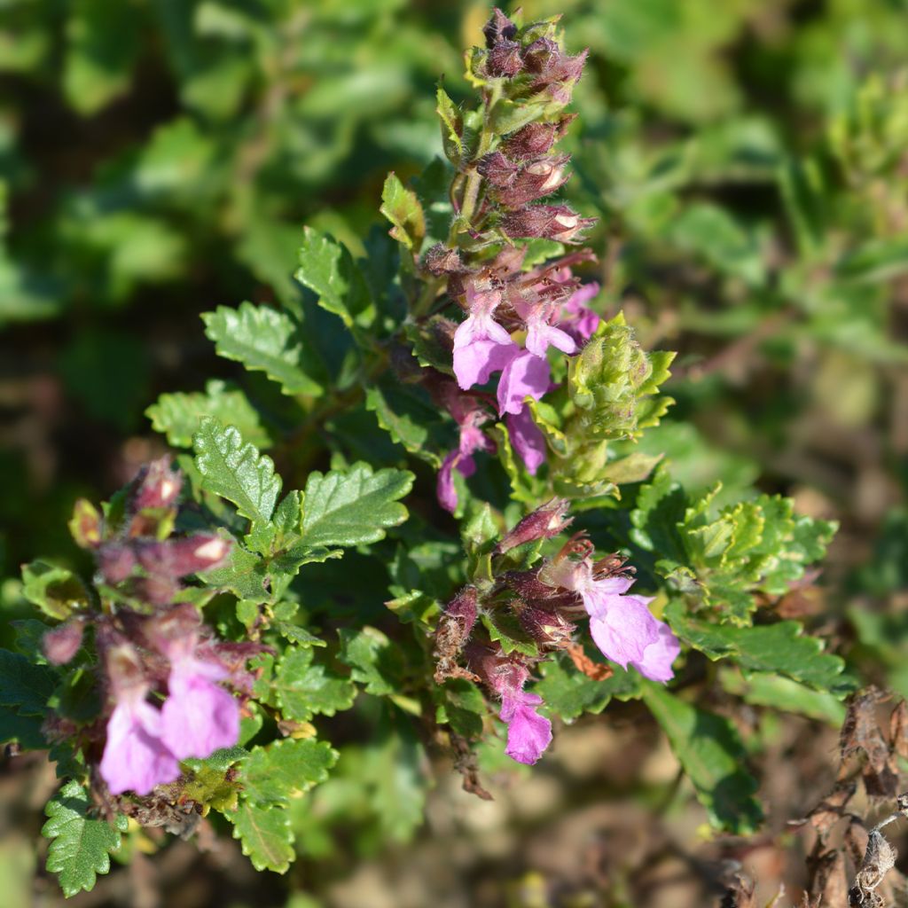 Teucrium Chamaedrys - Germandrée petit-chêne - Volume 3L / 20-30cm