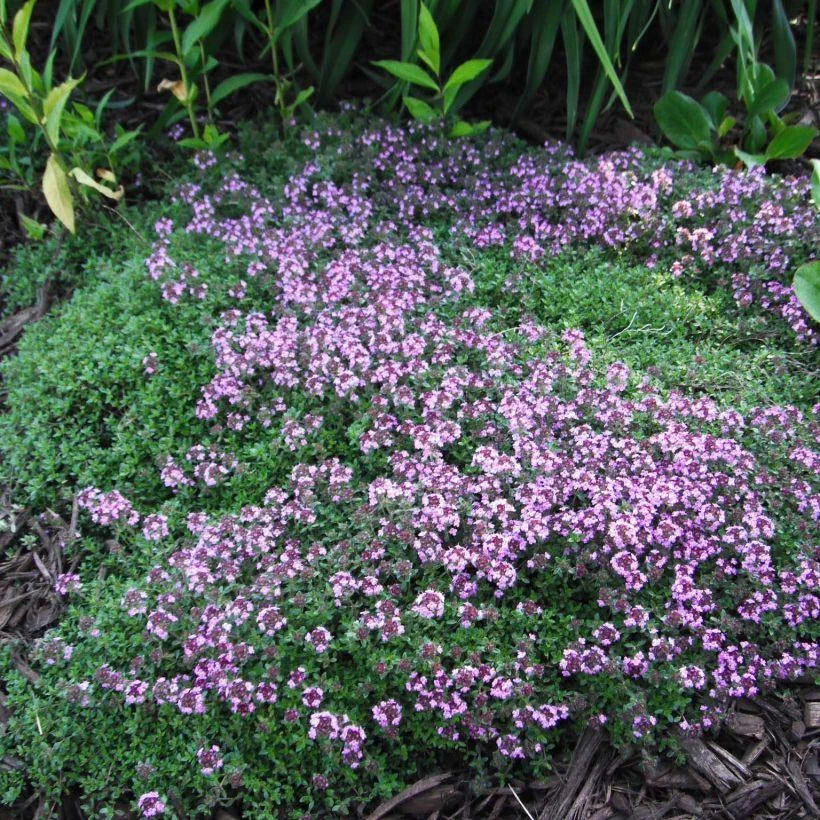 Thymus praecox Coccineus - Thym précoce rouge magenta - Volume 2L / 15-20cm
