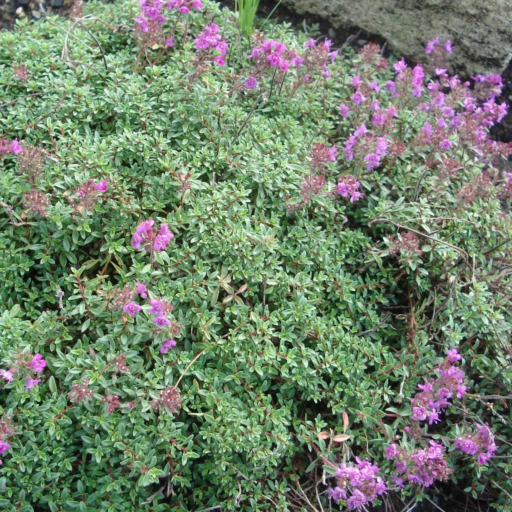 Thymus praecox Purple Beauty - Thym précoce rose-pourpré - Volume 2L / 15-20cm