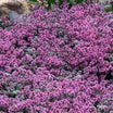 Thymus Pseudolanuginosus - Thym laineux - Volume 2L / 15-20cm