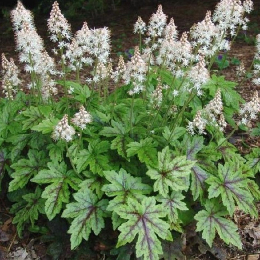 Tiarrella Timbuktu - Volume 3L / 15-20cm