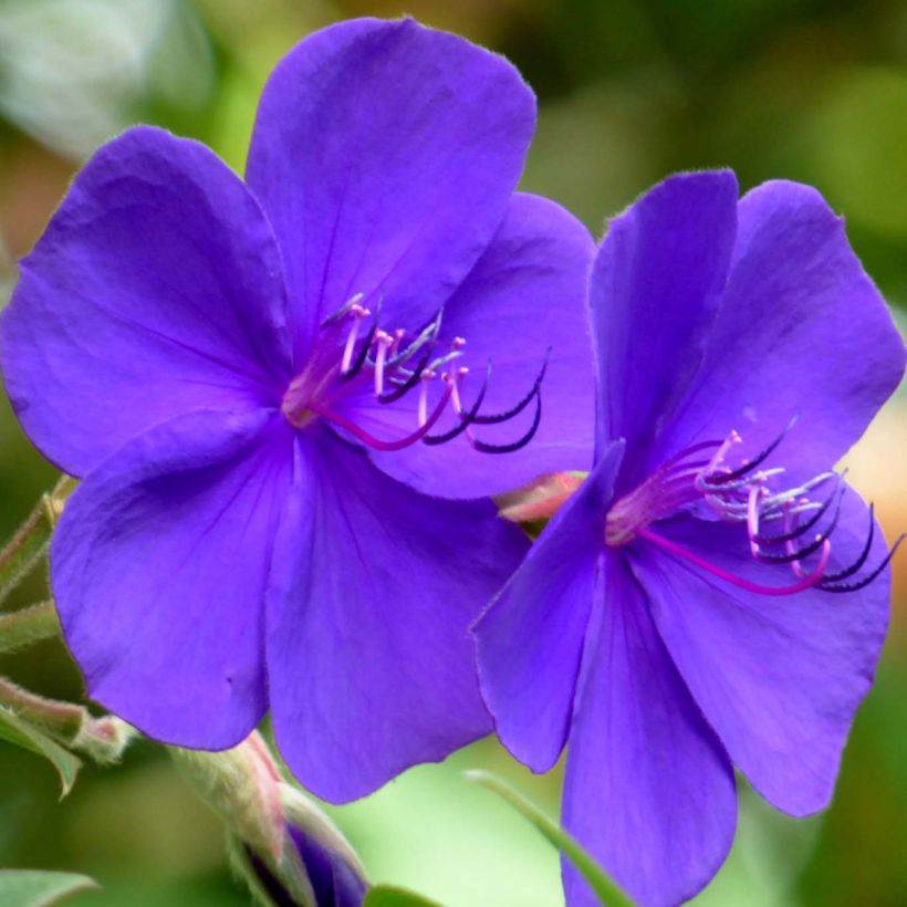 Tibouchina Urvilleana - Tibouchine d'Urville - Volume 3L / 30-50cm
