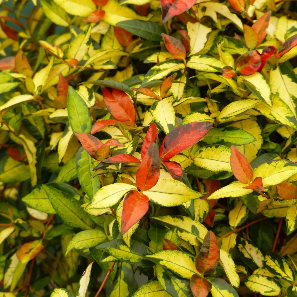 Trachelospermum Asiaticum Ogon Nishiki - Jasmin étoilé - Volume 3L / 30-50cm