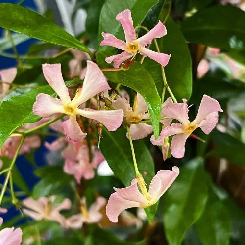 Trachelospermum Jasminoides rosea - Jasmin étoilé - Volume 3L / 40-60cm