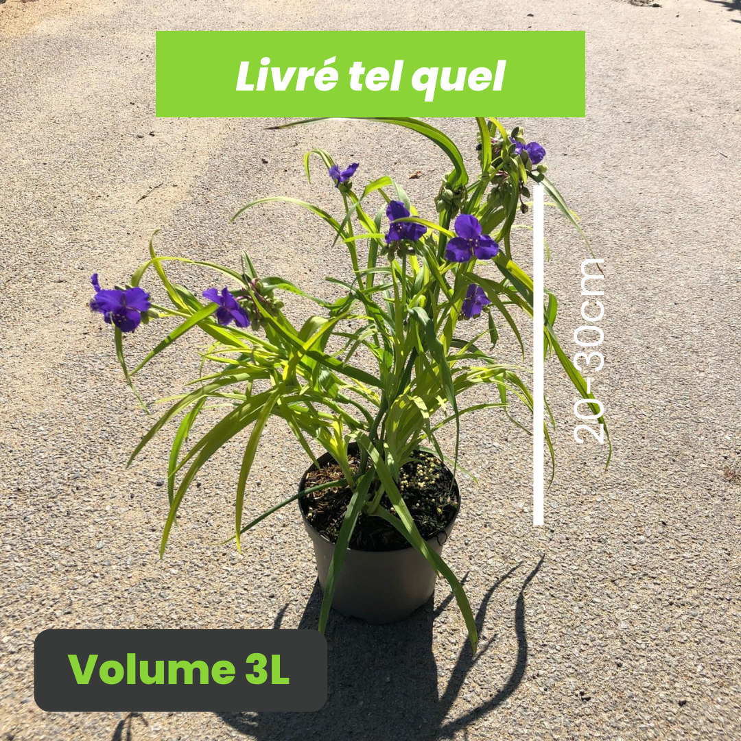 Tradescantia Andersoniana Blue and Gold - Éphémère de Virginie Blue and Gold - Volume 3L / 20-30cm