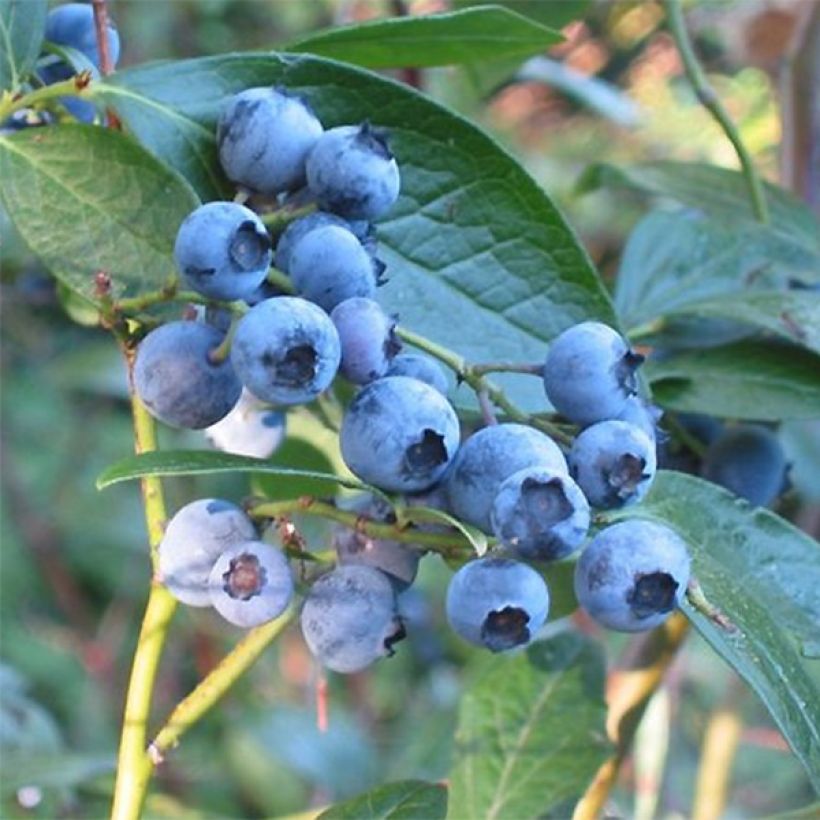 Vaccinium Corymbosum Blue Crop - Myrtillier Blue Crop - Volume 3L / 20-30cm