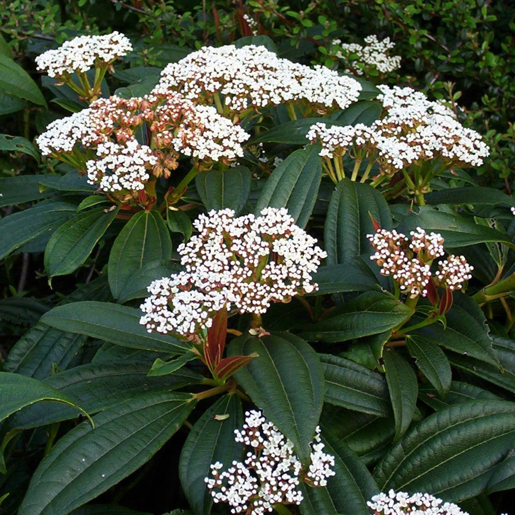 Viburnum Davidii - Viorne de David - Volume 3L / 20-30cm
