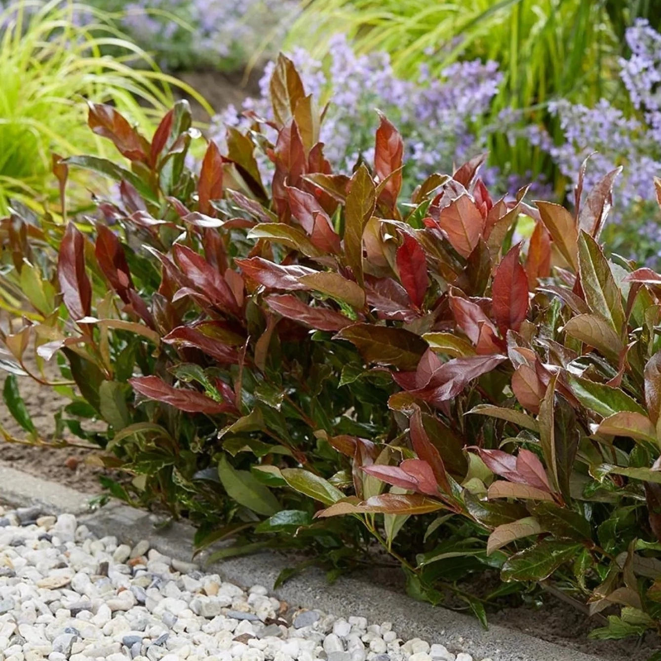 Viburnum Odoratissimum Coppertop - Viorne - Volume 4L / 40-60cm